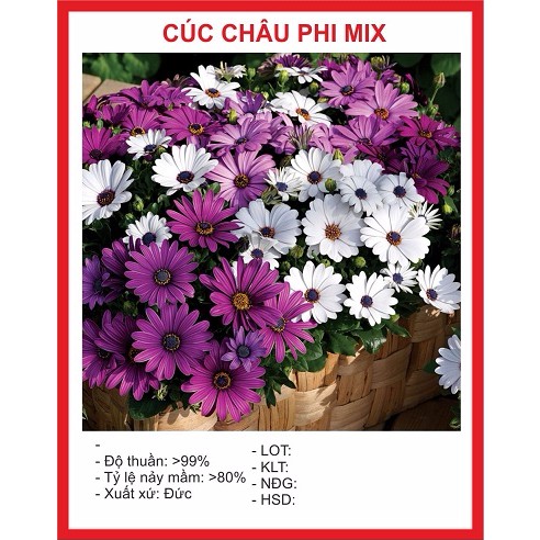 Hạt Giống Cúc Châu Phi 20 Hạt