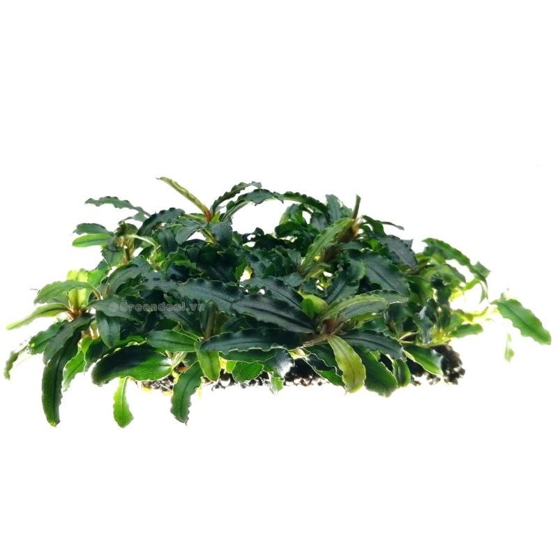 10 thanh Giá thể Napad thủy sinh