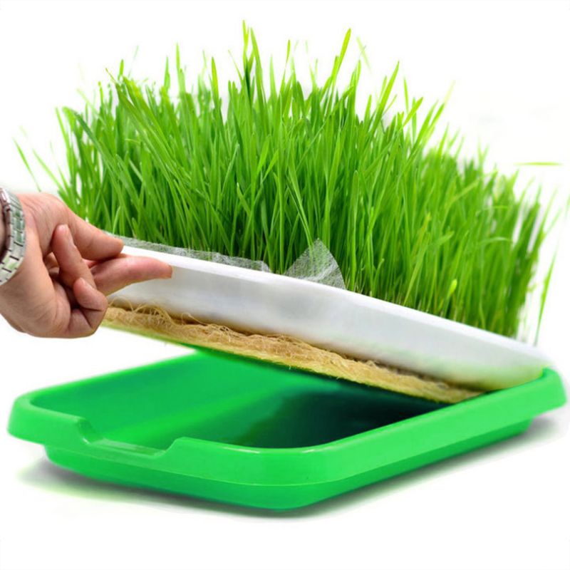 Khay Trồng Cây Thủy Canh Bằng Thủy Canh