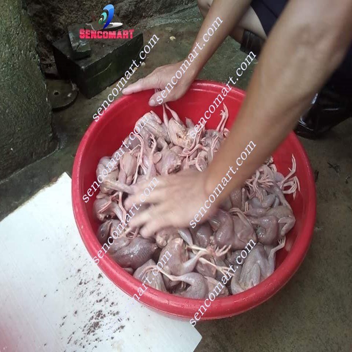 Máy vặt lông chim cút thời gian/mẻ  25- 35s/mẻ Tỷ lệ sạch trên 95%