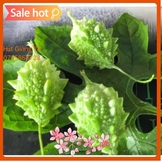 Hạt Giống Mướp Đắng/ Khổ Qua Rừng(Momordica Charantia)