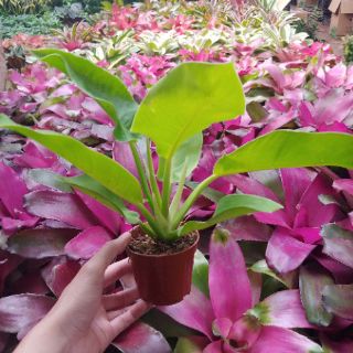 TRẦU BÀ ĐẾ VƯƠNG ( CÂY ĐẠI ĐẾ VƯƠNG)