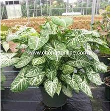 Cây Trầu bà trắng