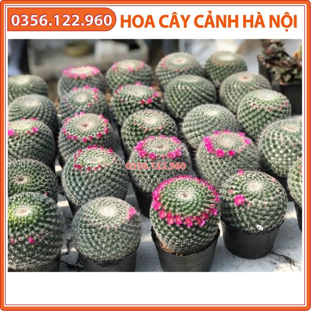 Cây xương rồng sinh nhật sz to