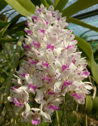 Hoa phong lan đai châu rừng