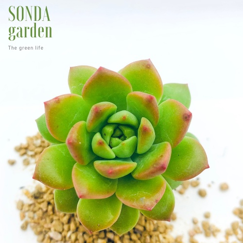 Sen đá mặt trời SONDA GARDEN size mini 2.5-4cm, xuất xứ Đà Lạt, khoẻ đẹp, lỗi 1 đổi 1