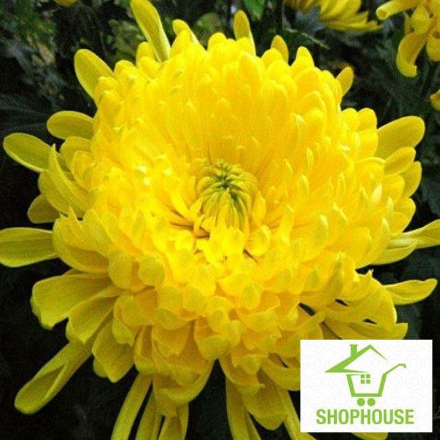 Shophouse Hạt giống hoa cúc vàng gói 200 hạt  SHOP HOUSE  TẾT KHUYẾN MẠI