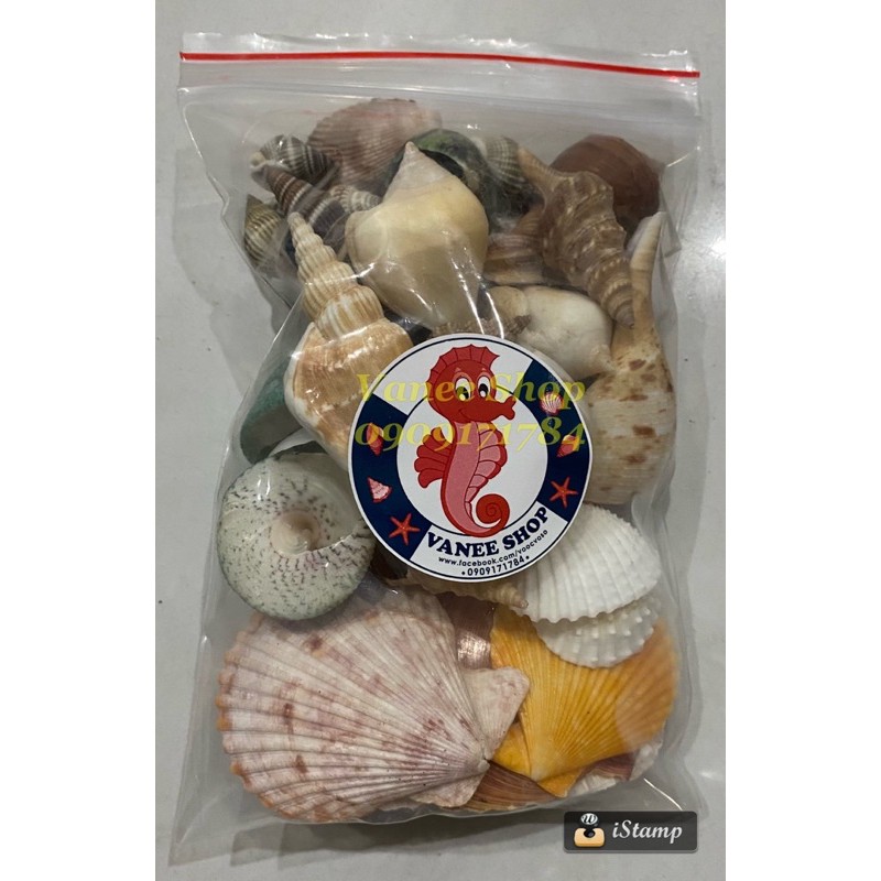 Combo 20 loại vỏ ốc sò