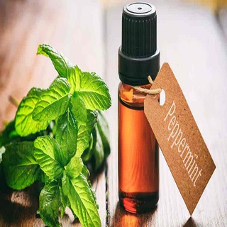 TINH DẦU BẠC HÀ (Peppermint Oil) 50ml, 100ml