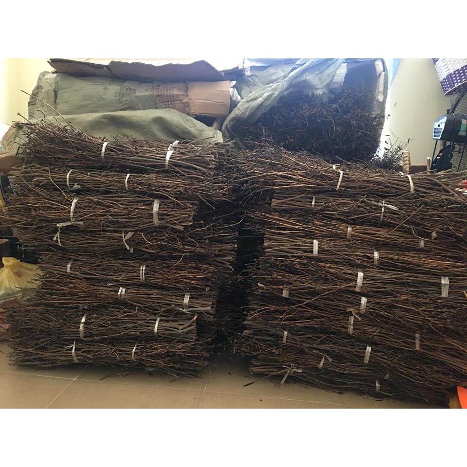 Sỉ/ Lẻ Hoa Đỗ Quyên Ngủ Đông