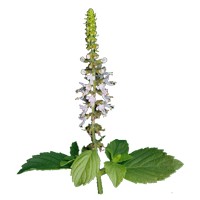 Poudre ayurvédique de Tulsi BIO