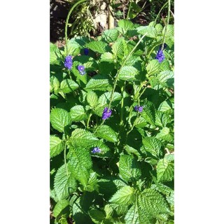 Combo 2 Cây đuôi chuột( cây lớn sử dụng ngay)