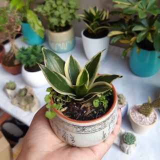 Lưỡi hổ mini TẶNG CHẬU