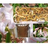 Lá Trinh Nữ Hoàng Cung Khô Túi 1kg Hàng Mới