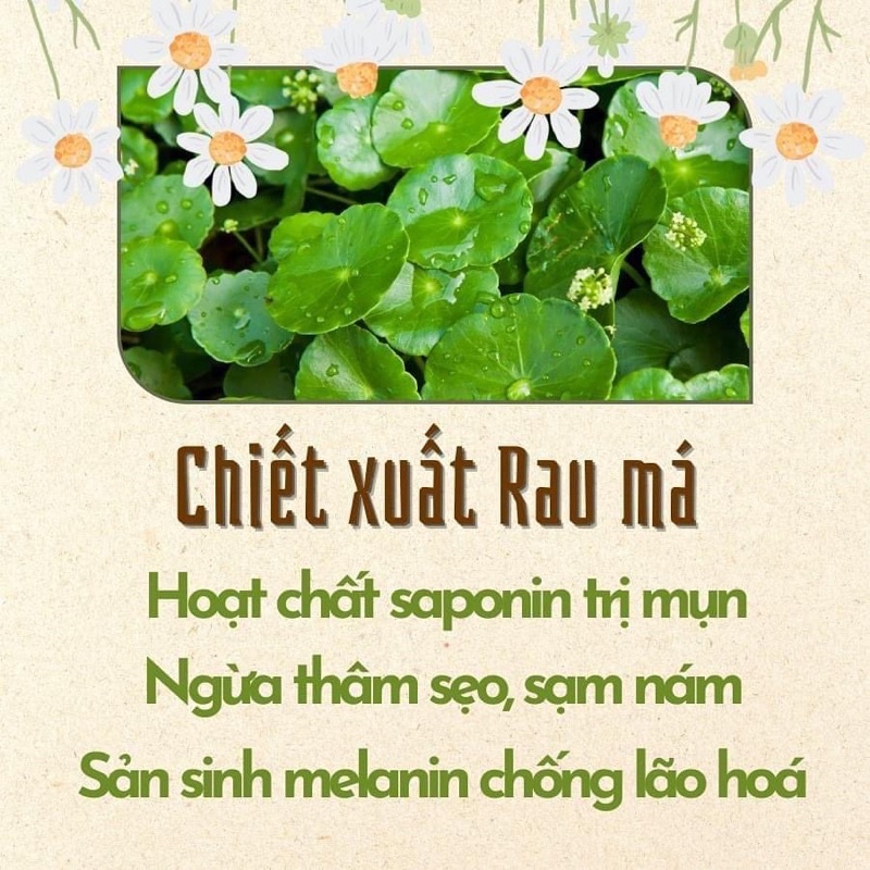 Bột rau má nguyên chất sấy lạnh 100gr