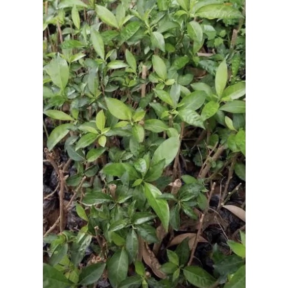 Giống dạ lý hương-mua 5 tặng 1