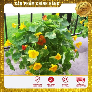 Hạt Giống Hoa Sen Cạn 15 Hạt