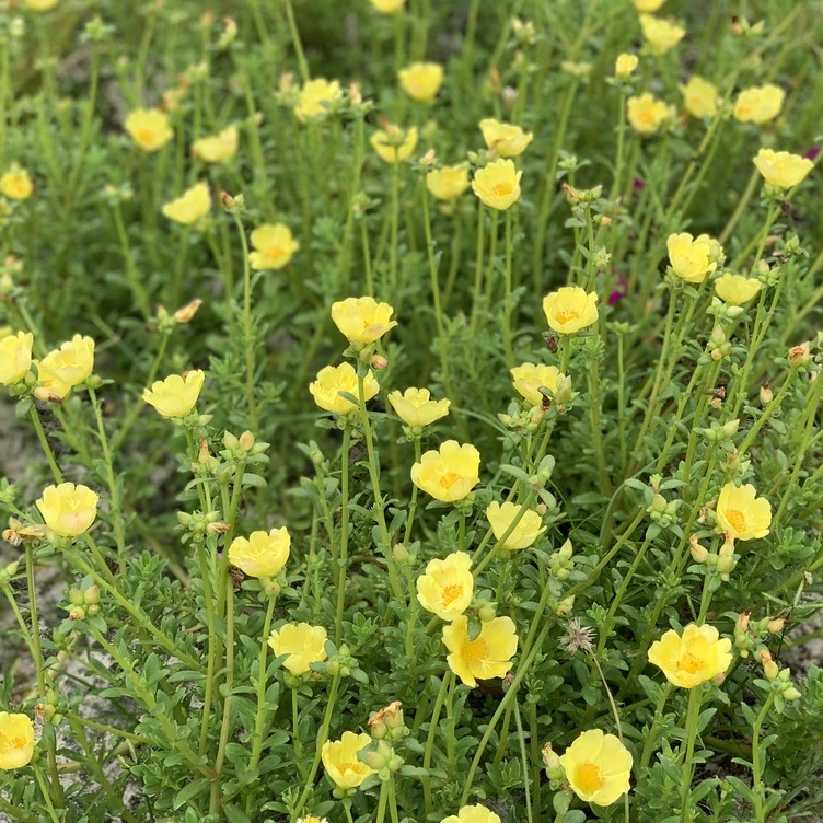 Hoa sam đơn 1kg combo 22 màu