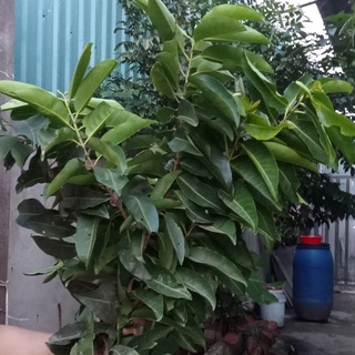Lá vối trà lá vối 1kg sạch phơi khô tự nhiên mới hái