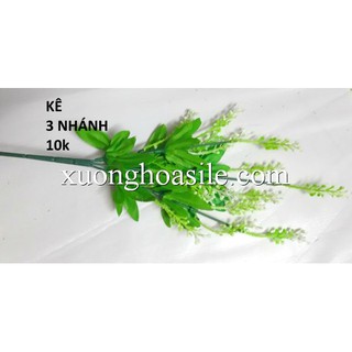 HOA CỎ ĐIỂM TRANG TRÍ