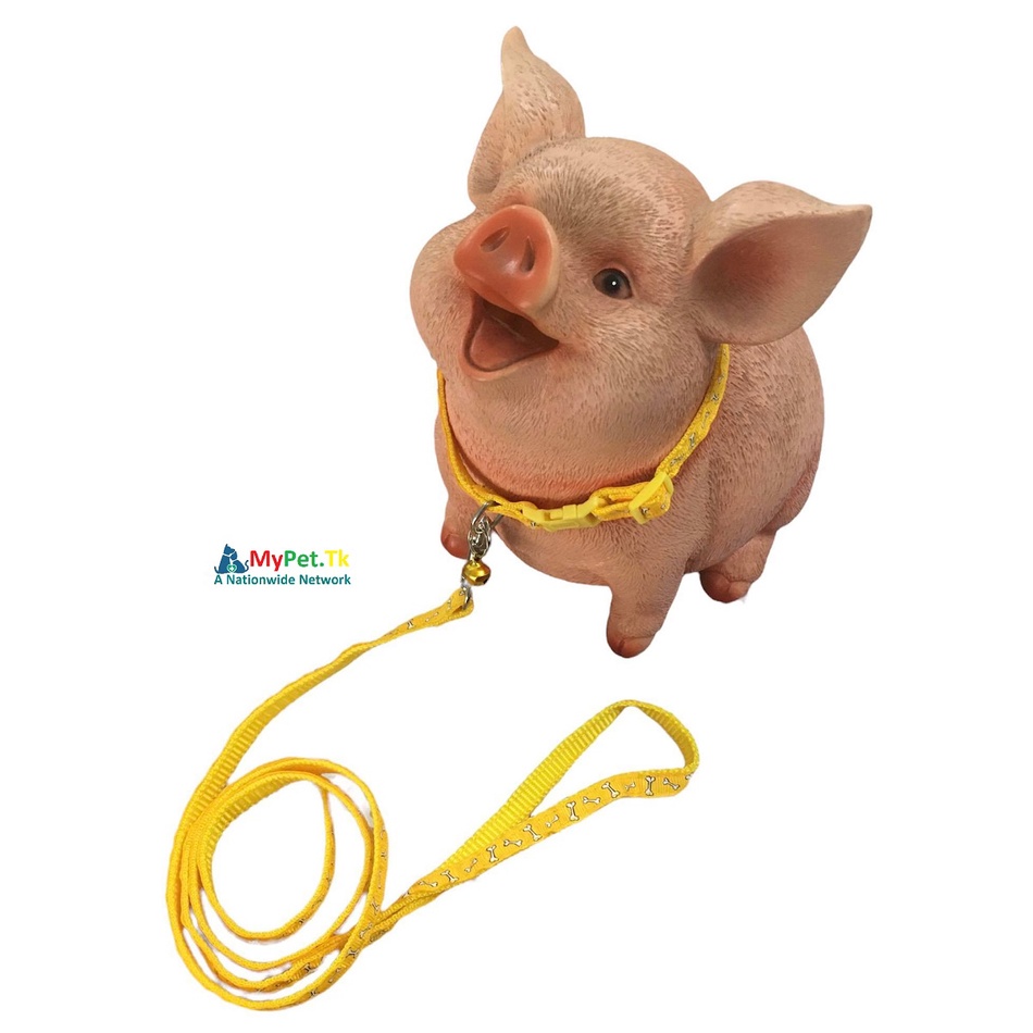 Combo Dây Dắt và Vòng Cổ Vải Dù Nhiều Màu Cho Chó Mèo Dưới 4Kg
