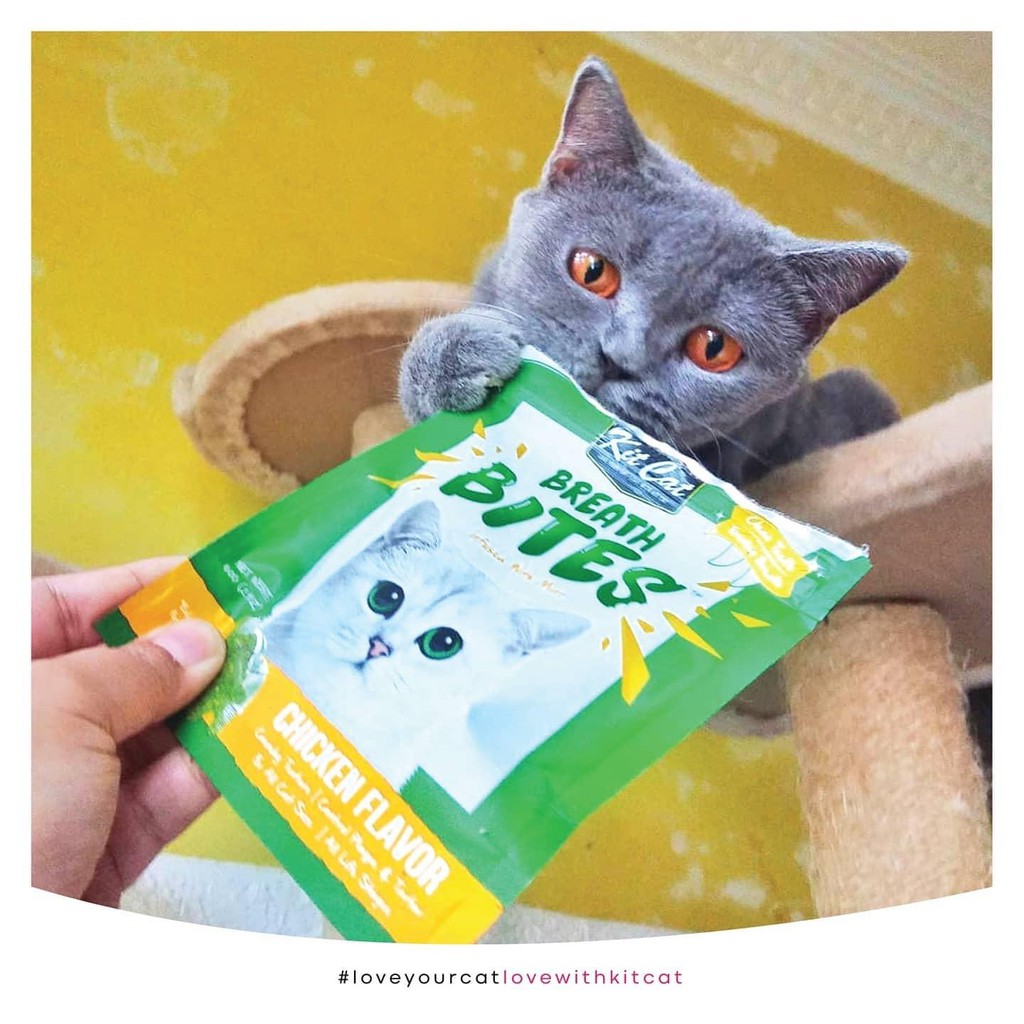 Bánh thưởng cho mèo Kit cat breath bite 60g, thức ăn snack kitcat vặt sạch răng thơm miệng Con Mèo Xiêm