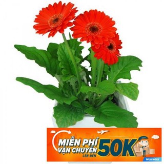 10 Hạt giống hoa Đồng tiền (tặng gói kích nẩy mầm và hướng dẫn)