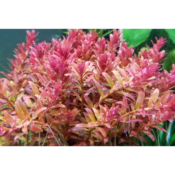 ROTALA SUPER RED - CÂY THUỶ SINH ROTALA ĐỎ ĐẸP CHO HỒ CÁ THUỶ SINH