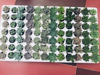 Sen đá nguyên vỉ mix