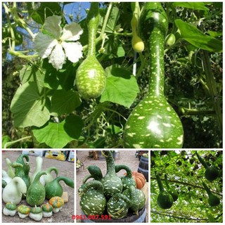 Hạt giống Bầu Thiên Nga năng suất cao- 5 hạt