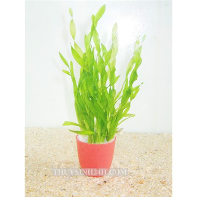 CÂY THUỶ SINH HẸ XOẮN - Vallisneria americana sp natans