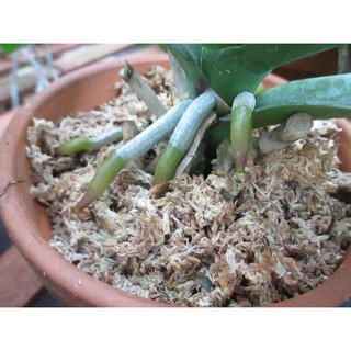 Siêu kích  rễ  Mỹ Take root 56gr