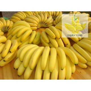 COMBO 3 CÂY CHUỐI TIÊU HỒNG CẤY MÔ