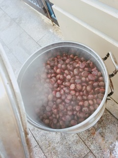Hạt dẻ Lào cai