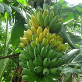 Cây chuối tây thái