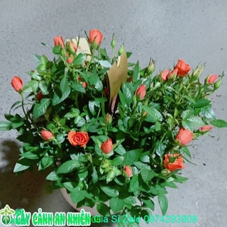 Chậu hoa hồng màu cam