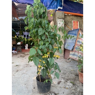 Cây Lan Hoàng Dương ( cây chuỗi Ngọc) size to