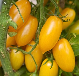 Hạt giống cà chua trái cây vàng