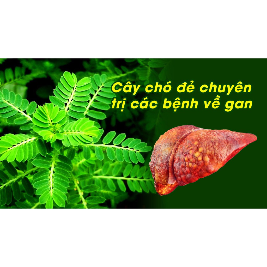 Diệp Hạ Châu khô (Cây chó đẻ)