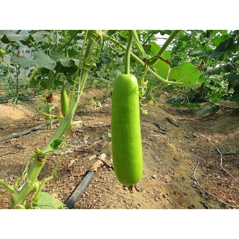 Hạt giống Bầu Trắng TN