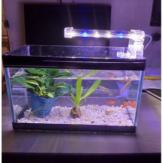 Bể cá mini 25 cm với 4 món (bể cá, sỏi nền, thức ăn , cây nhựa mini)
