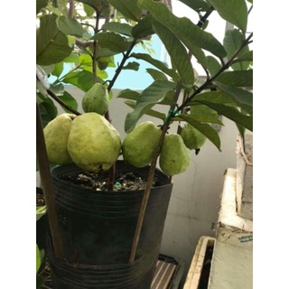 Cây Giống Ổi Lê Ruột Đỏ (cây ghép siêu sớm chuẩn giống )
