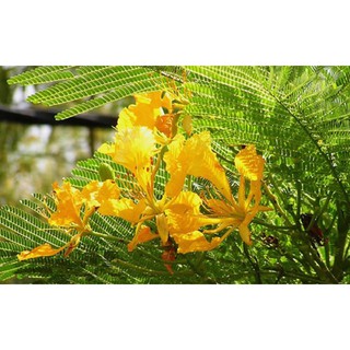cây giống hoa phượng - hoa vàng- siêu đẹp- bền