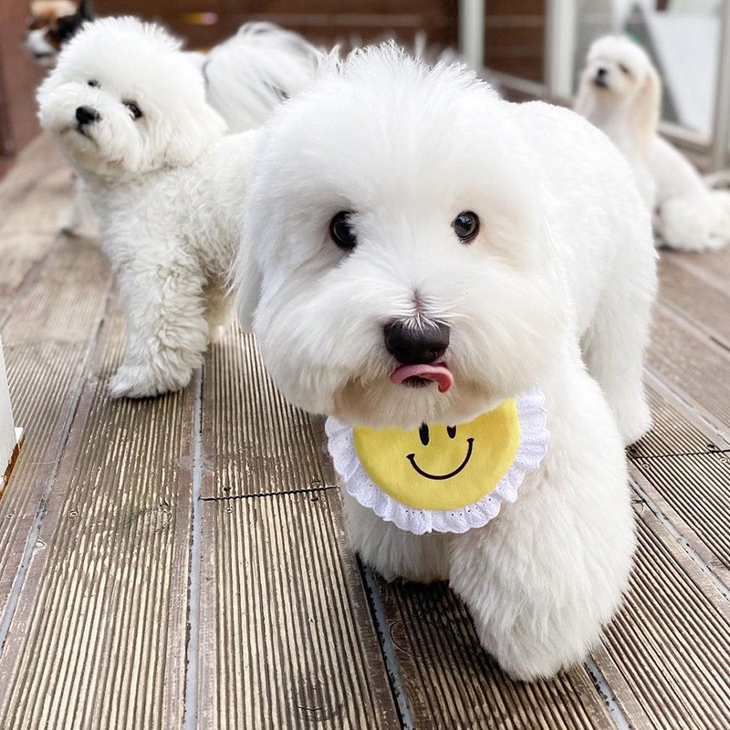 Yếm đeo cổ đáng yêu dành cho thú cưng