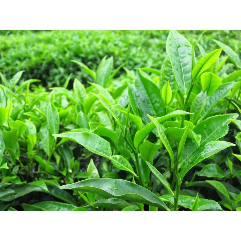 COMBO 5 Cây giống chè xanh Tân Cương Thái Nguyên 50K