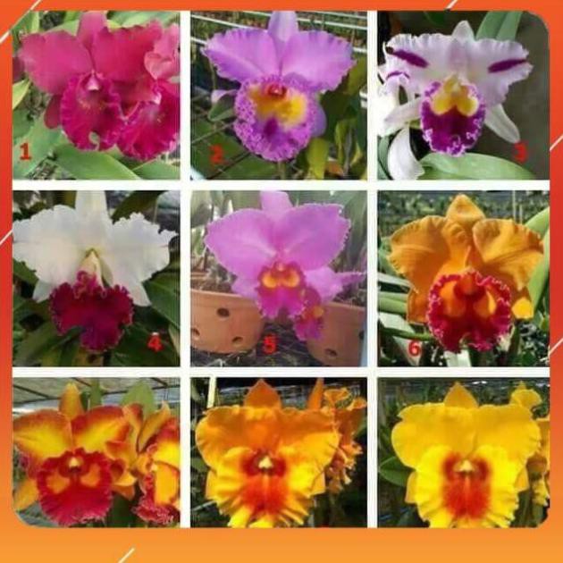 [BÁN CHẠY] Lan Cattleya Giống nhiều màu, hoa bông to đại cực thơm giá siêu rẻ