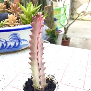 Xương rồng 3 cạnh trắng