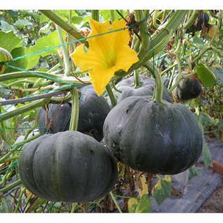 Hạt giống bí đỏ da xanh Nhật -10 hạt - HGT1