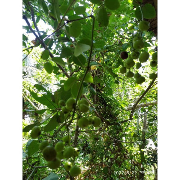 Trái giác miền Tây 500g