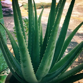 Nha đam giống Mỹ
